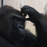 Head Scratching Gorilla